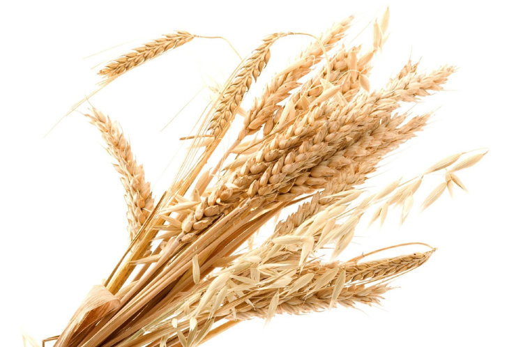 Гидролизованные протеины пшеницы 
