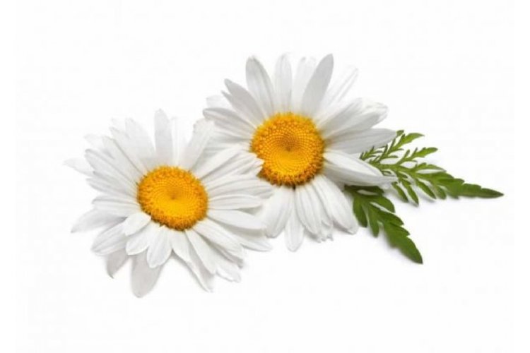 Масло баттер Ромашки