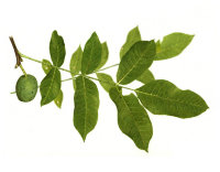 Водно-глицериновый экстракт Грецкого Ореха (листья)