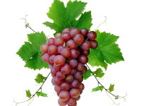  Водно-глицериновый экстракт Винограда (лист)