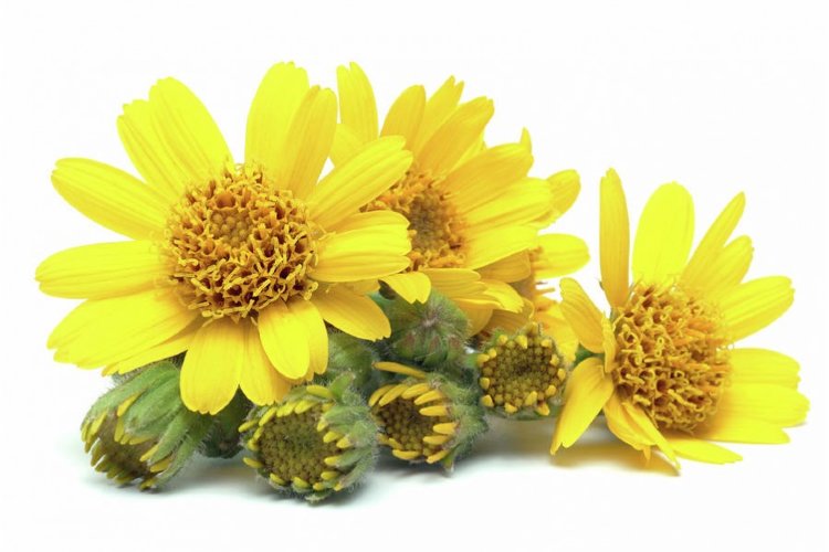 Эфирное масло Арники  