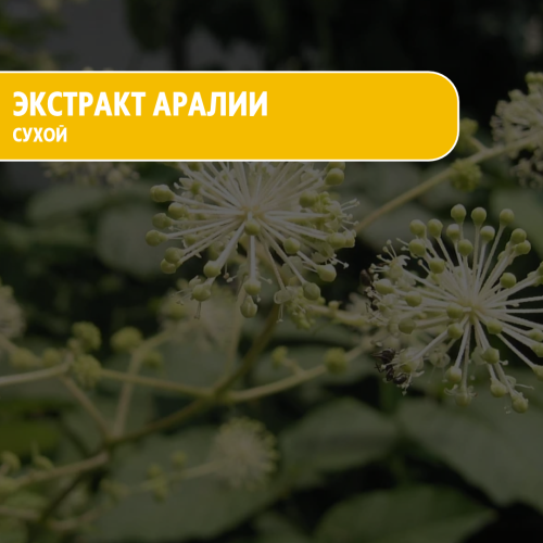 Сухой экстракт аралии