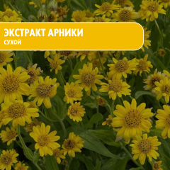 Экстракт Арники сухой